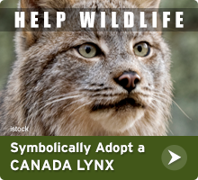 Help Wildlife. Symbolically adopt a Canada lynx today!